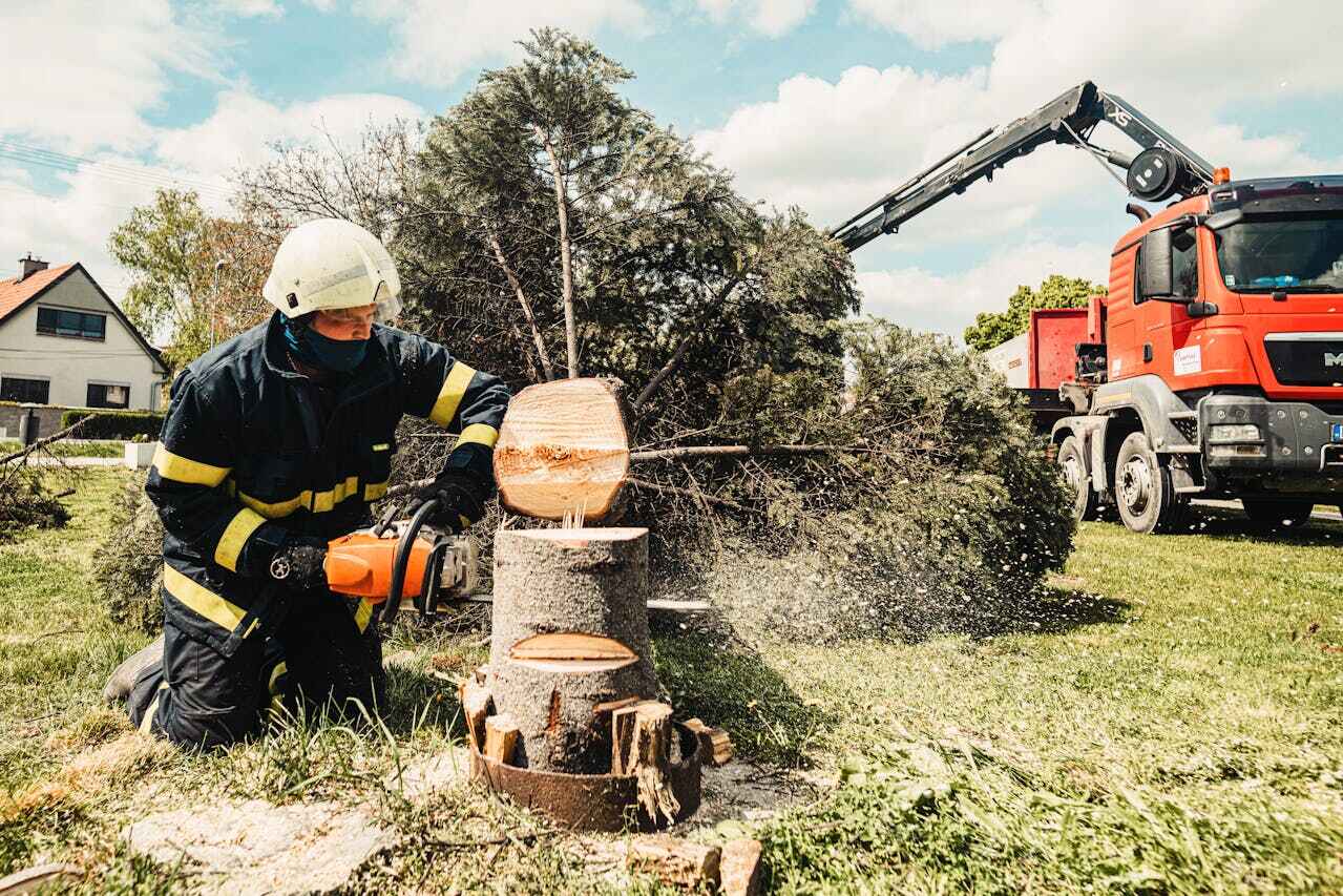 Best Tree Trimming Near Me  in Glasgow Village, MO